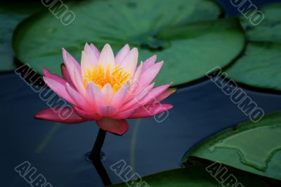 Lily pads and lotus flower