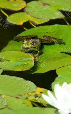 Bullfrog and lily pads