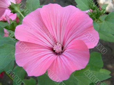 Beautiful pink flower