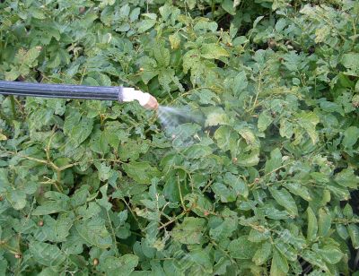 Struggle against bugs