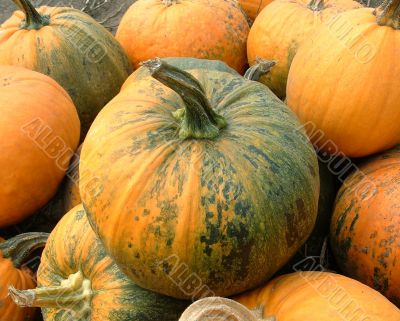 Ripe pumpkins