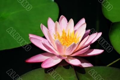 Pink Lotus