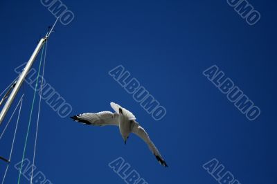Seagull in a blue sky