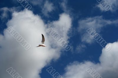 Seagull in a blue sky
