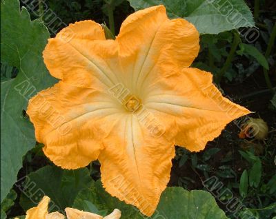 Flower of a pumpkin