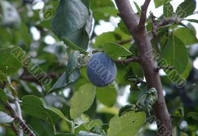 The ripened plum on a branch of a tree