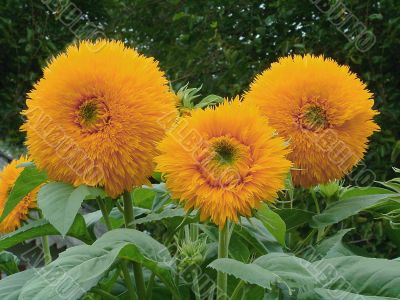 Decorative flowers of a sunflower