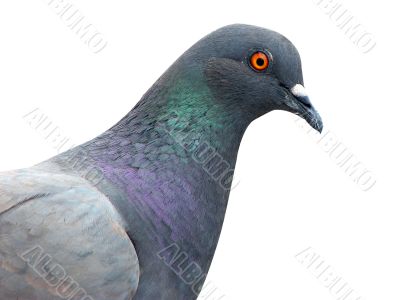 closeup isolated pigeon