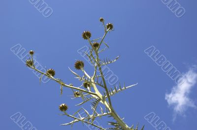 Cardoon