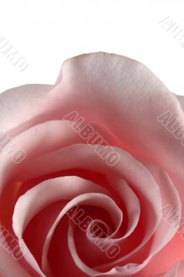 Golden Section Pink Rose