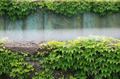 Ivy Covered Wall