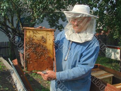 Wax framework in hands of the beekeeper