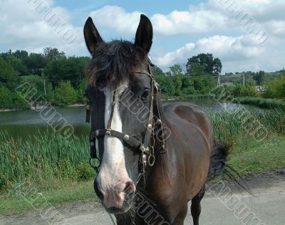 Rideable horse