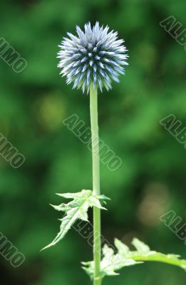 Globe Thistle Flower