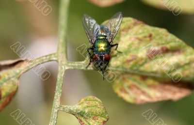 Green Fly