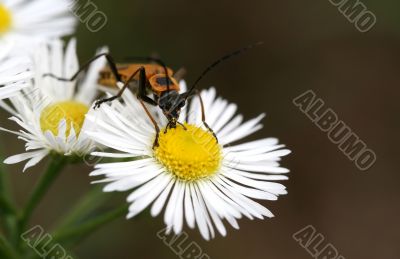 Longhorn Beetle