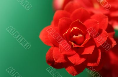 Red Christmas Flower