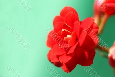 Red Christmas Flower