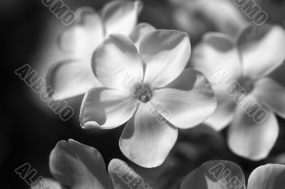 Black and White Flower