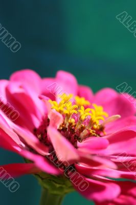 Pink Flower Macro