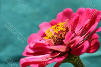 Pink Macro Flower