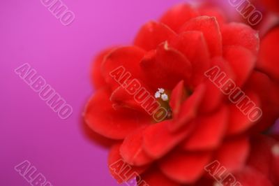 Macro Red Flower
