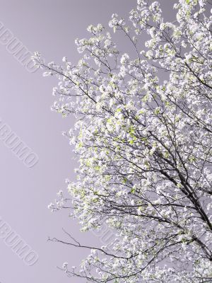 Spring Tree in Bloom