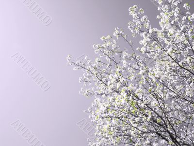 Spring Tree in Bloom