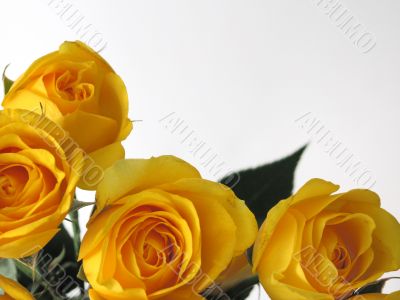 Yellow Roses