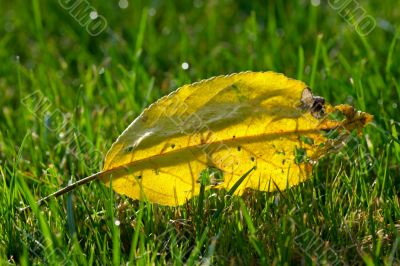 autumn leaf