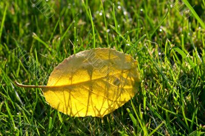 golden autumn leaf