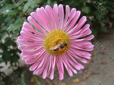 The yellow fly on a pink flower