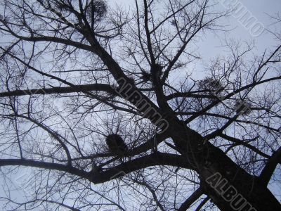 Old Tree