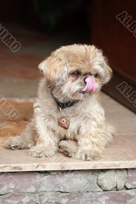 Little shaggy dog sitting in a door frame #3