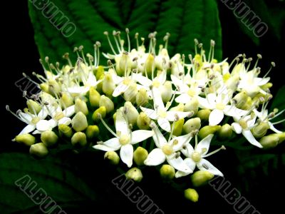 The blossom of the guelder-rose