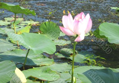 Lotus Flower