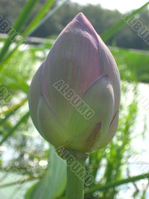 Lotus Bud