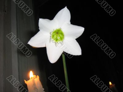 Amazonian Lilie With A Candle