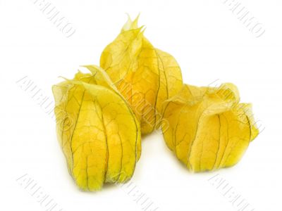 Physalis