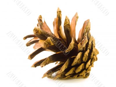 Pine Cone