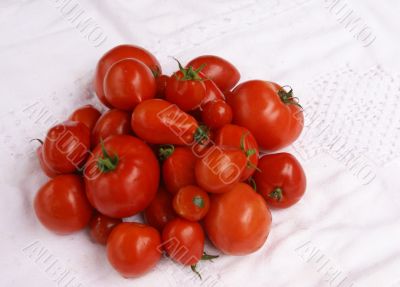 Harvest - tomatoes