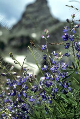 Mountain lupine