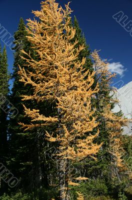 Western larch, in wind