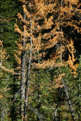 Western larch