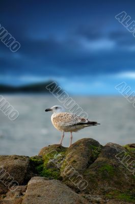 Seagull