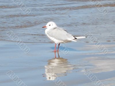 a seagull standing on the wet sand