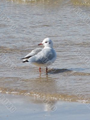a seagull standing on the wet sand