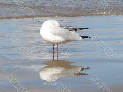 a seagull standing on the wet sand