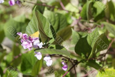 purple vine flowers