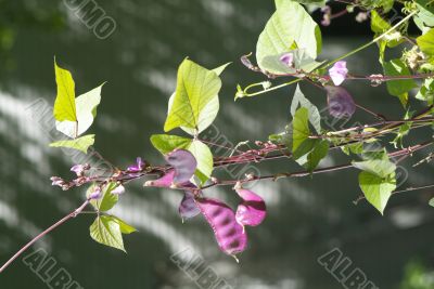 purple vine flowers